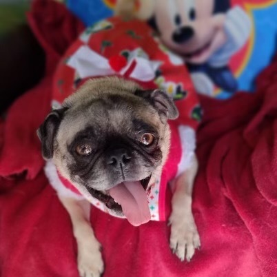Lola Pug