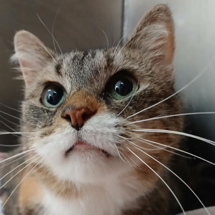 Purrsephone 1