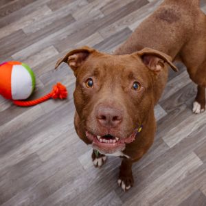 Meet Rueben This curious 4 year-old boy is always ready for an adventure especially when a ball is