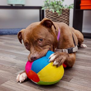 Meet Clark Kent This curious 4-year-old loves fetch exploring new places and sampling all kinds o