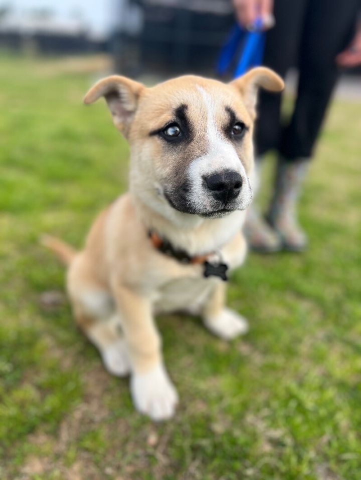 Tucker 5