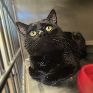Adventure Mode, Adult Male Domestic Short Hair