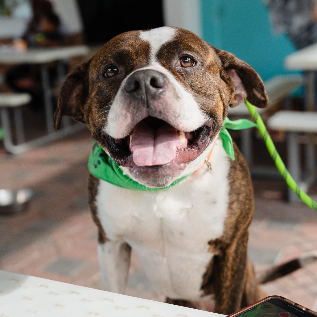 Benson (In Foster)