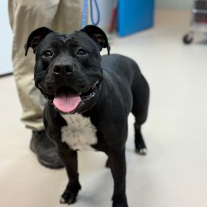 Molly (In Foster)
