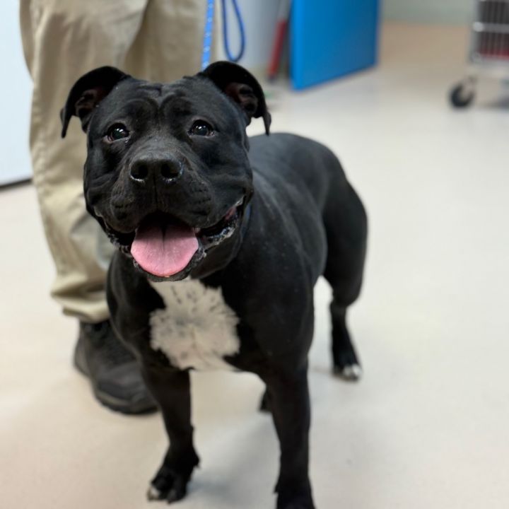 Molly (In Foster) 1