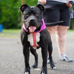 Molly (In Foster)