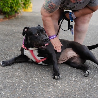 Molly (In Foster)