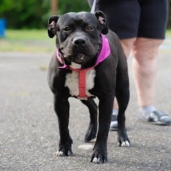 Molly (In Foster)