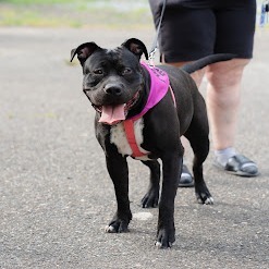 Molly (In Foster)