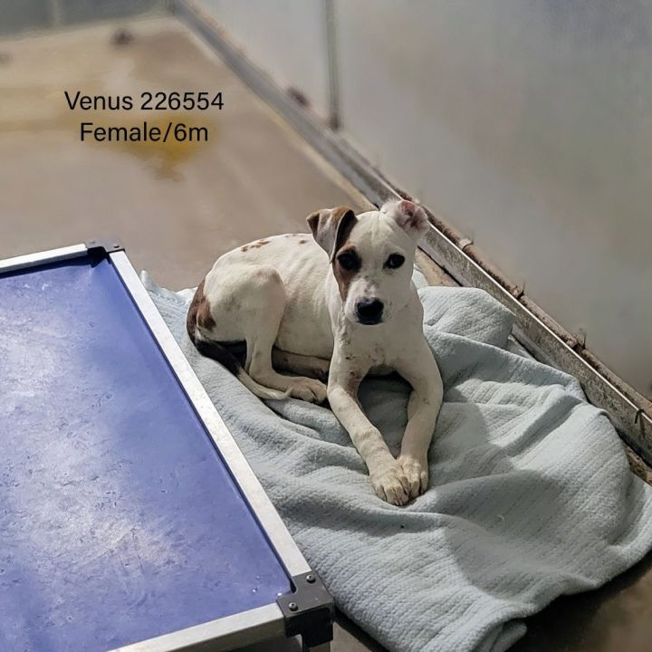 Venus 1