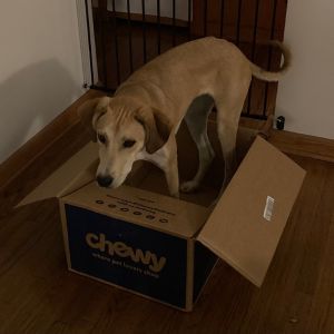 Roxy