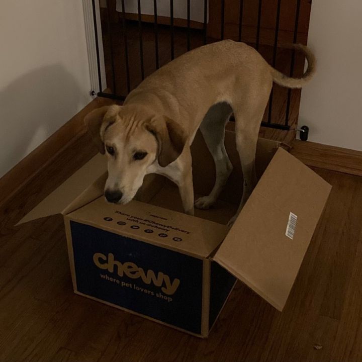 Roxy 1