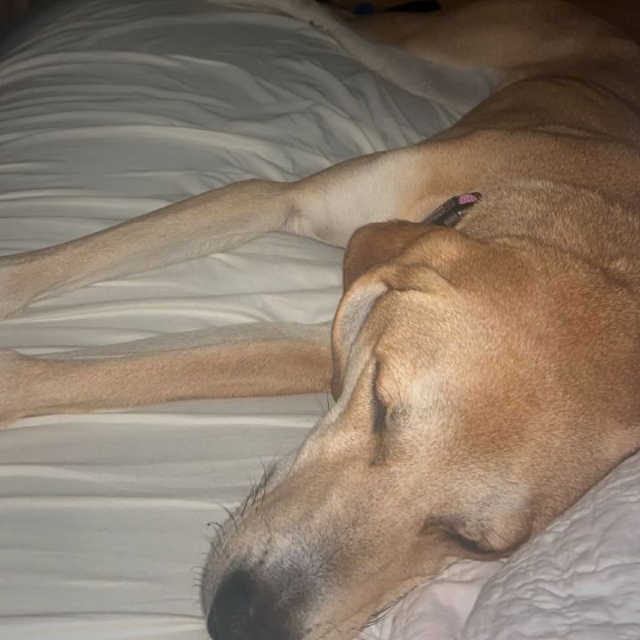 Roxy 4