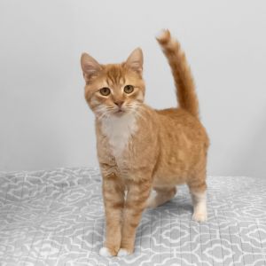 Leo
