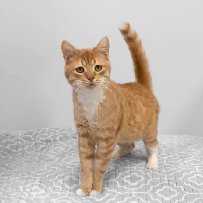 Leo