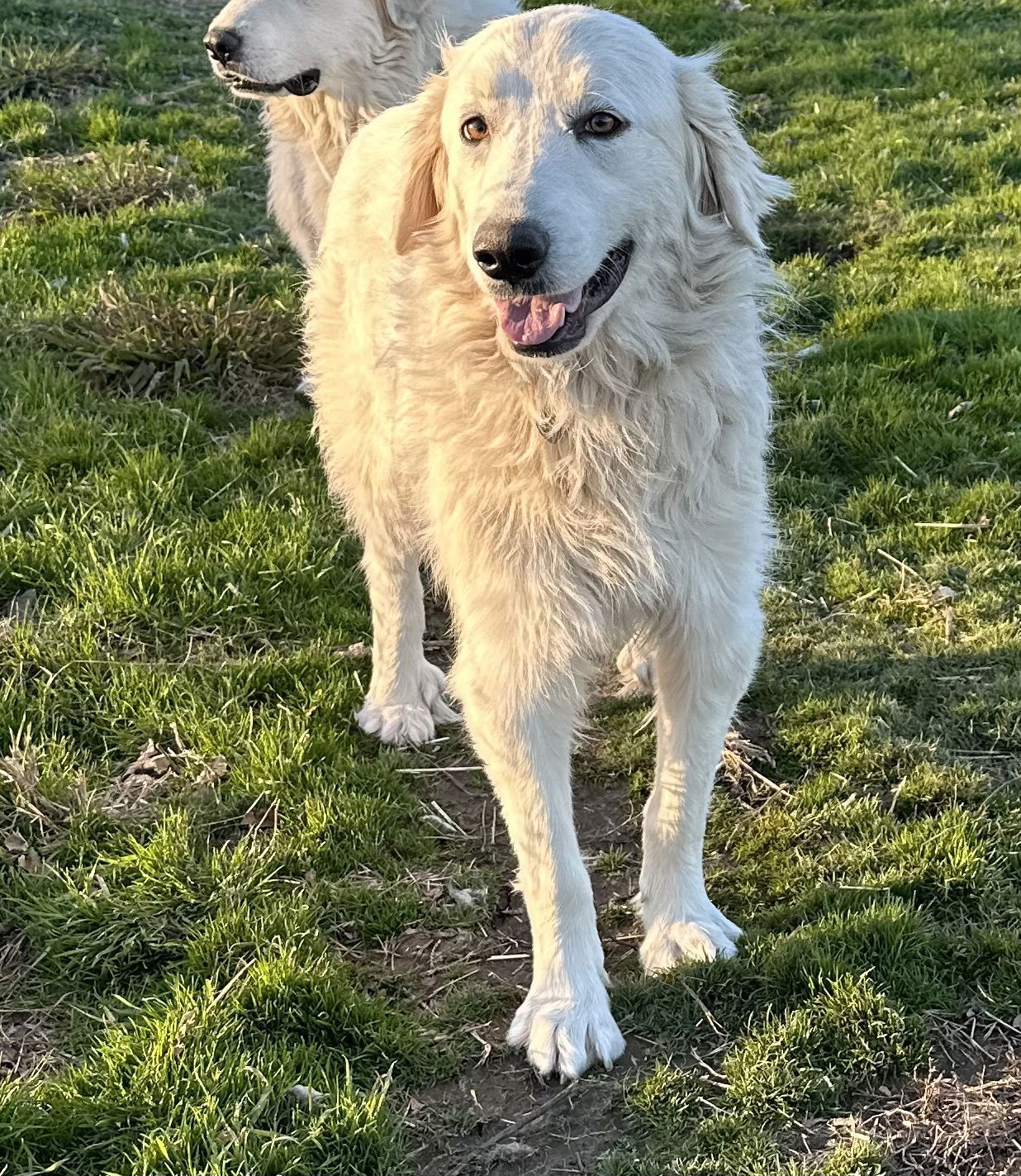 Sophie