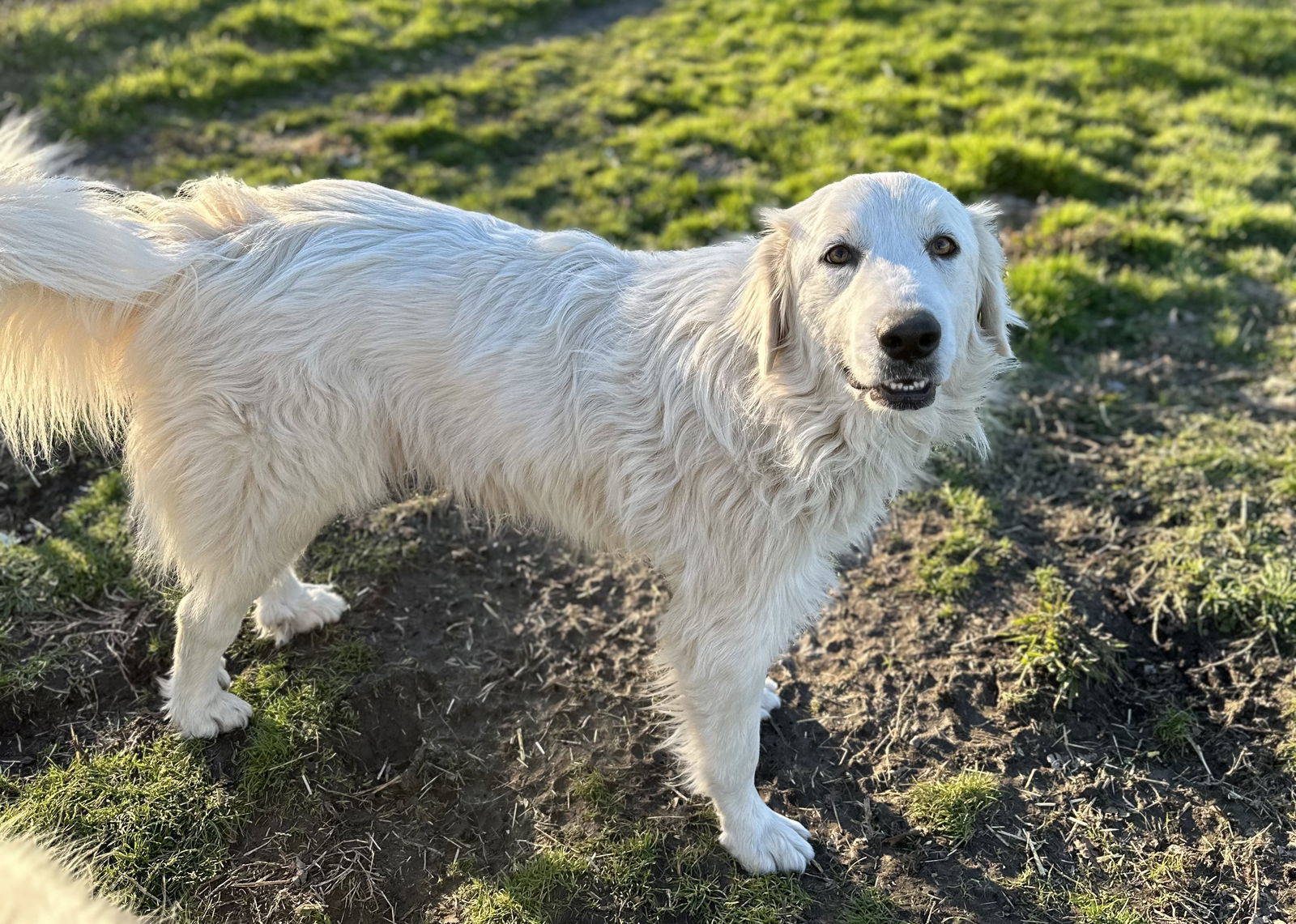 Sophie