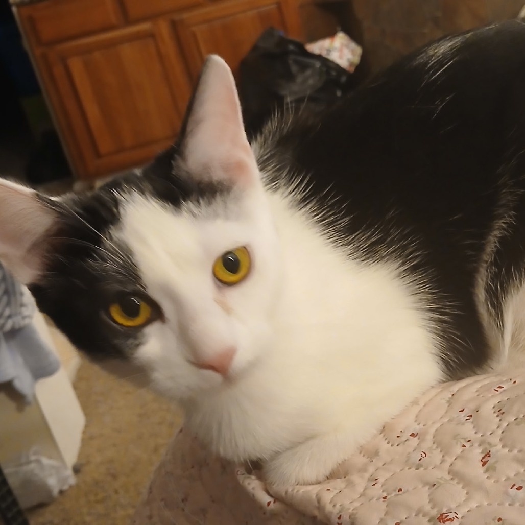 Salty, an adoptable Domestic Short Hair in Spokane, WA, 99202 | Photo Image 1
