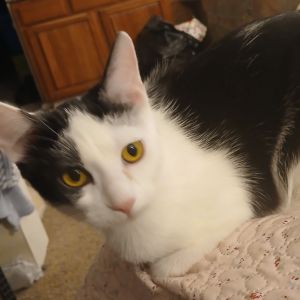 Pepper Jack and salty britches are a bonded brother and sister pair Salty is the more sociable of t