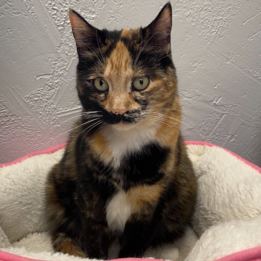 Thirteen, an adoptable Domestic Short Hair in Spokane, WA, 99202 | Photo Image 1