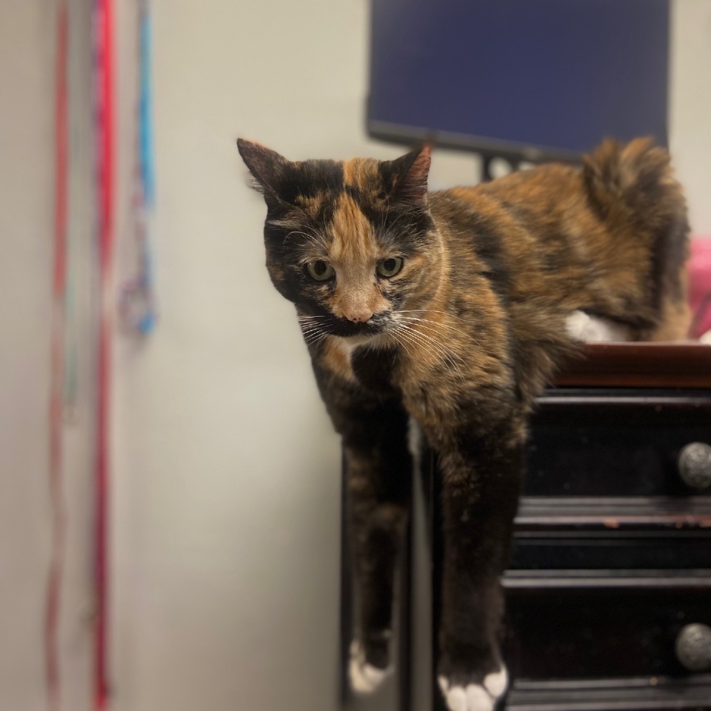 Thirteen, an adoptable Domestic Short Hair in Spokane, WA, 99202 | Photo Image 2