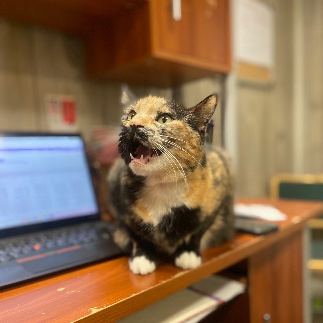 Thirteen, an adoptable Domestic Short Hair in Spokane, WA, 99202 | Photo Image 3