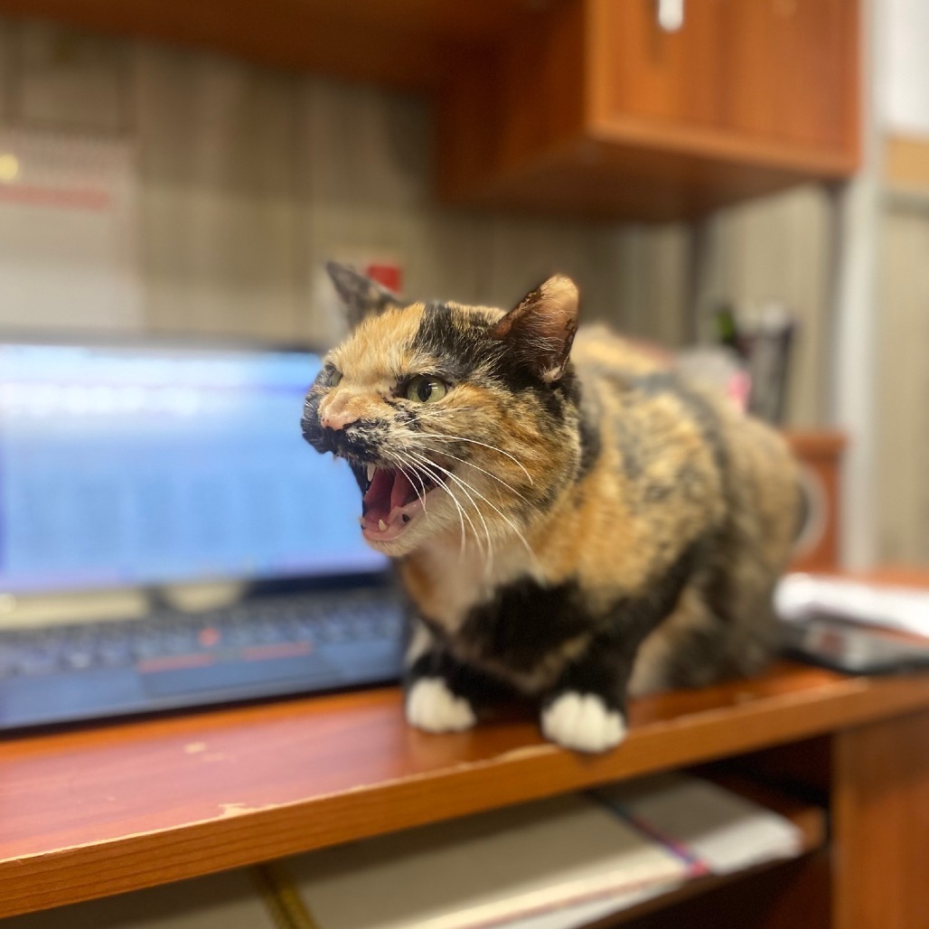 Thirteen, an adoptable Domestic Short Hair in Spokane, WA, 99202 | Photo Image 4