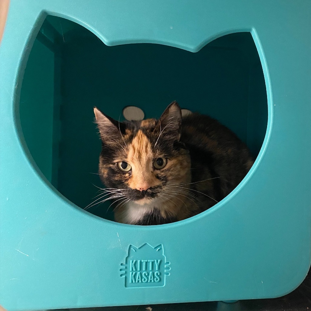 Thirteen, an adoptable Domestic Short Hair in Spokane, WA, 99202 | Photo Image 5