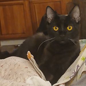 Pepper Jack and salty britches are a bonded brother and sister pair Salty is the more sociable of t