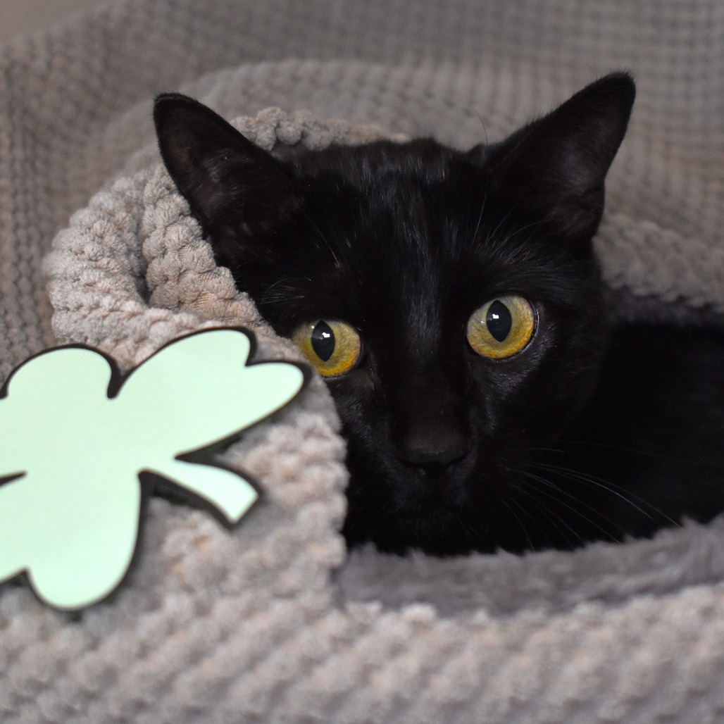 Boo Berry (18-1m-1), an adoptable Domestic Short Hair in Rifle, CO, 81650 | Photo Image 1