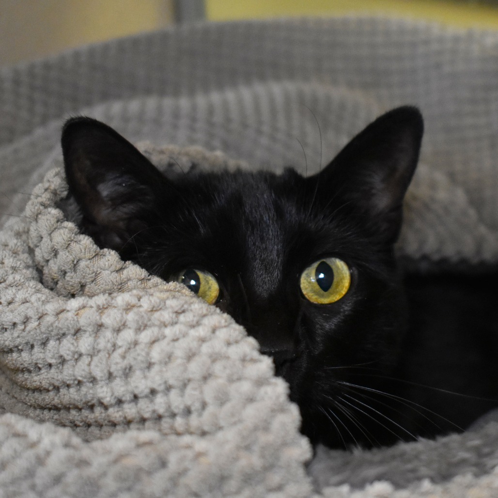 Boo Berry (18-1m-1), an adoptable Domestic Short Hair in Rifle, CO, 81650 | Photo Image 2