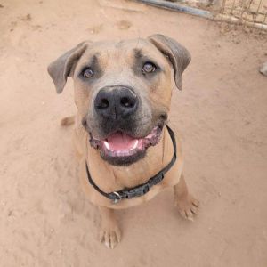 Zues, Adult Male Neapolitan Mastiff