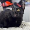 Ricky II - Center photo 1
