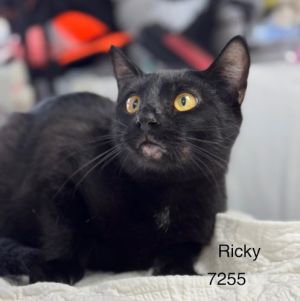Ricky II - Center, Baby Male unknown