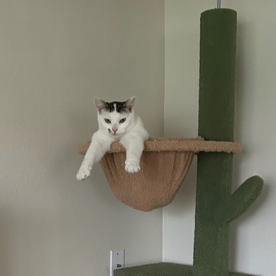 Vesper, an adoptable Domestic Short Hair in Nampa, ID, 83686 | Photo Image 1