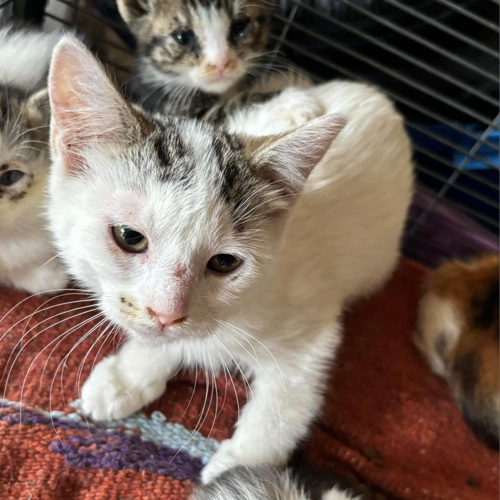 Vesper, an adoptable Domestic Short Hair in Nampa, ID, 83686 | Photo Image 2