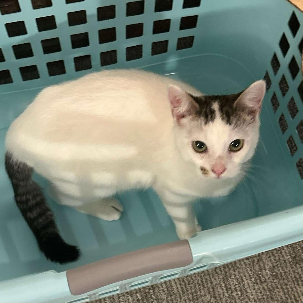 Vesper, an adoptable Domestic Short Hair in Nampa, ID, 83686 | Photo Image 3