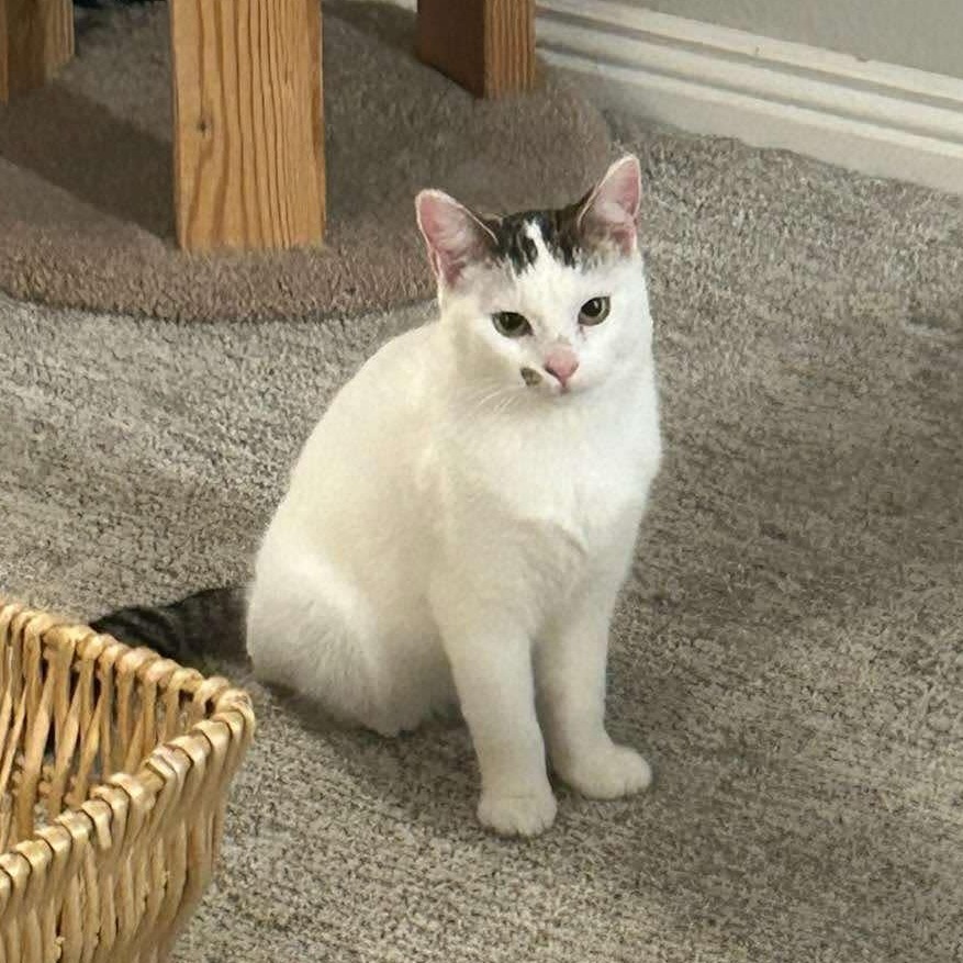 Vesper, an adoptable Domestic Short Hair in Nampa, ID, 83686 | Photo Image 4