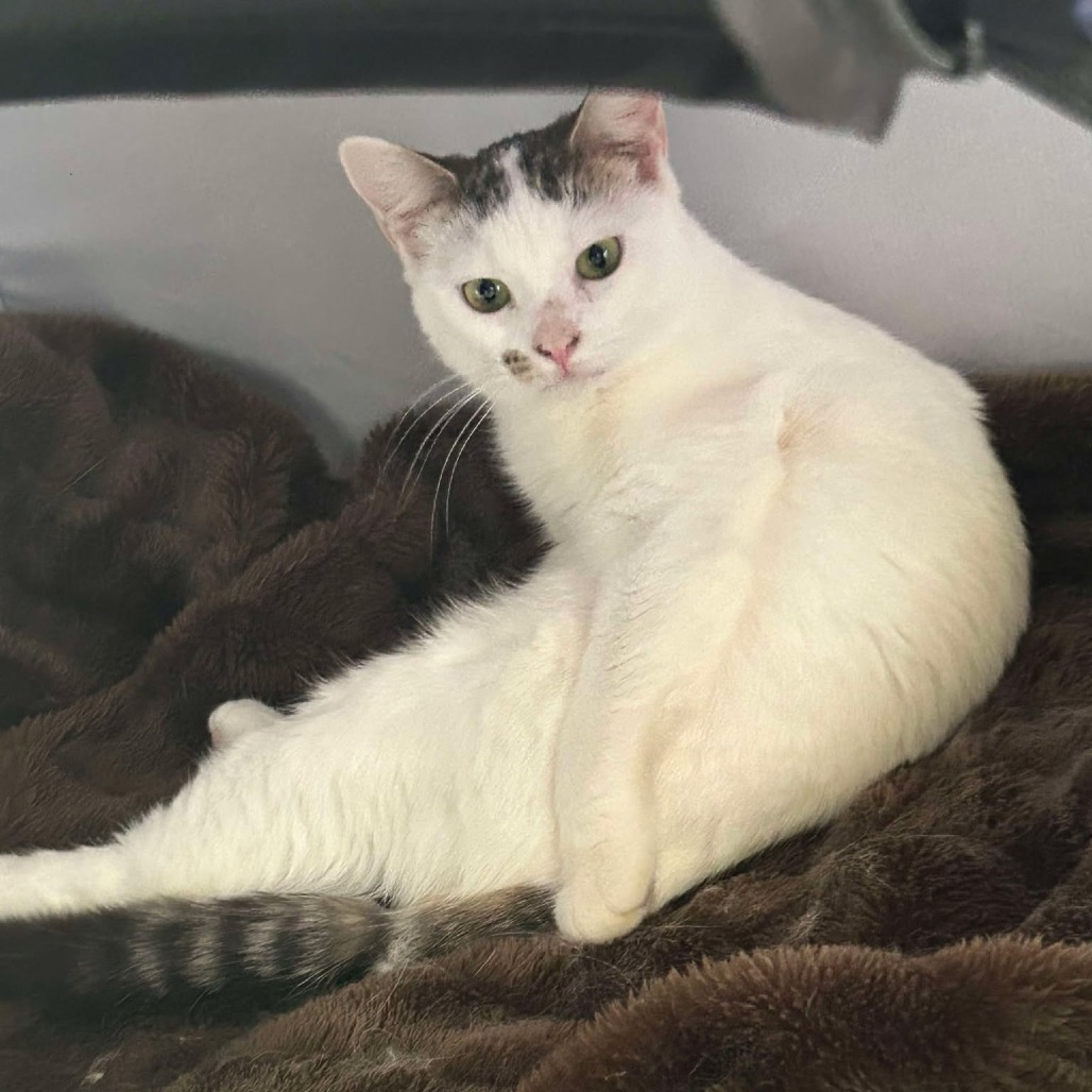 Vesper, an adoptable Domestic Short Hair in Nampa, ID, 83686 | Photo Image 5