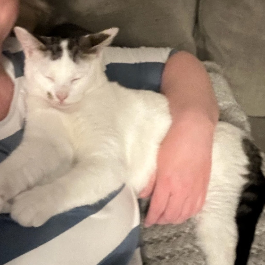 Vesper, an adoptable Domestic Short Hair in Nampa, ID, 83686 | Photo Image 6