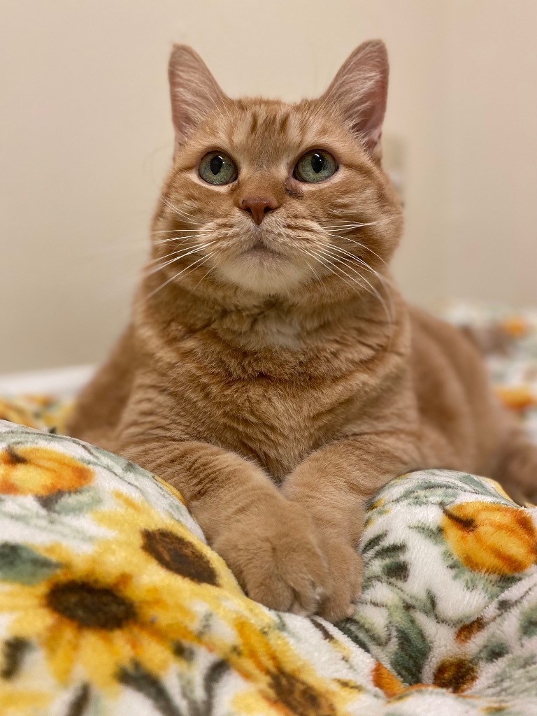 Butterball