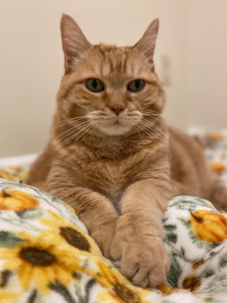 Butterball