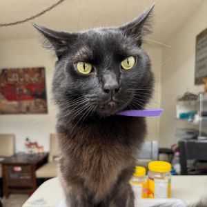 Meet Shaggy the ultimate lovebug in cat form This sleek black panther has left
