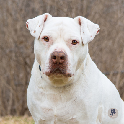 White Tiger, an adoptable Bullmastiff, Terrier in Ann Arbor, MI, 48105 | Photo Image 1