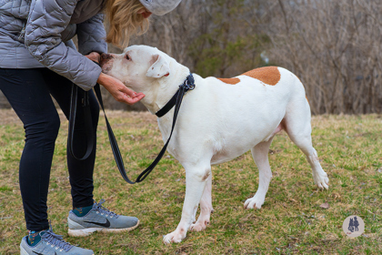 White Tiger, an adoptable Bullmastiff, Terrier in Ann Arbor, MI, 48105 | Photo Image 3