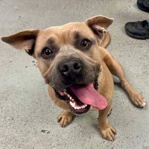 Major Gus, Adult Male American Bulldog