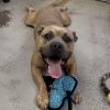 Major Gus photo 2