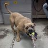 Major Gus photo 4