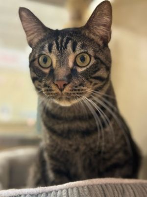 Rexx, Young Male Domestic Short Hair