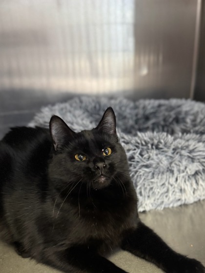 Chaos, an adoptable Domestic Short Hair in Moses Lake, WA, 98837 | Photo Image 1